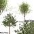 Oak & Pine Duo Forest 3D model small image 1