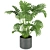 Premium Indoor Monstera Plant Model 3D model small image 6