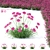 Coastal Armeria Plants Set 3D model small image 1