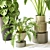 Modern Indoor Plant Collection Set 3D model small image 2
