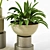 Modern Indoor Plant Collection Set 3D model small image 3