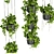 Premium Hanging Pothos Plant Model 3D model small image 3