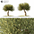 Corona Render Landscape Tree Model 3D model small image 2