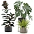 Exotic Indoor Plant Pack Collection 3D model small image 1