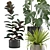 Exotic Indoor Plant Pack Collection 3D model small image 2