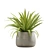 Exotic Indoor Plant Pack Collection 3D model small image 5