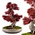 Miniature Bonsai Japanese Maple Tree 3D model small image 1