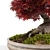 Miniature Bonsai Japanese Maple Tree 3D model small image 4