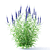 Veronica Longifolia Plant Collection 3D model small image 2