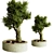 BonVray Bonsai Indoor Plant 3D model small image 2