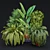 Tropical Indoor Plant Set 9 3D model small image 1