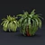 Tropical Indoor Plant Set 9 3D model small image 5