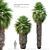 Mexican Fan Palm Trees, Pair 3D model small image 1