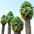 Mexican Fan Palm Trees, Pair 3D model small image 3