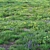 Spring Meadow with Flowers 3D model small image 8