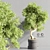 Bonsai Plant Models Bundle 3D model small image 2