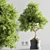 Bonsai Plant Models Bundle 3D model small image 3