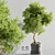 Bonsai Plant Models Bundle 3D model small image 4