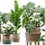 Exotic Indoor Plant Collection Pack 3D model small image 2