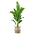 Exotic Indoor Plant Collection Pack 3D model small image 6