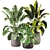Indoor Plants Set 339: 3D Models 3D model small image 1