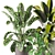 Indoor Plants Set 339: 3D Models 3D model small image 3