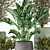 Max+Obj Indoor Plants Collection Set 3D model small image 4