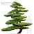 Red Pine Bonsai Tree Model 3D model small image 1