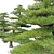 Red Pine Bonsai Tree Model 3D model small image 4
