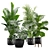 Exotic Indoor Plants Pack 17 3D model small image 1