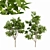 Serotina Tree 3D Model Collection 3D model small image 1