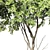 Amelanchier Lamarckii Tree 3D Model 3D model small image 2