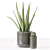 Decor Plants Set in Pots 3D model small image 2