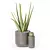 Decor Plants Set in Pots 3D model small image 5