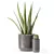 Decor Plants Set in Pots 3D model small image 6