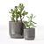 Chic Indoor Plants in Decorative Pots 3D model small image 2