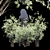 Premium Amelanchier Lamarckii Bush 3D Model 3D model small image 1