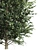 High Detail Carpinus Betulus Tree 3D model small image 2