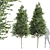 High Detail Carpinus Betulus Tree 3D model small image 1