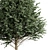 Detailed Carpinus Betulus Tree Model 3D model small image 2