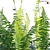 Fern 3D Models Bundle Pack 3D model small image 2