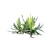 Fern 3D Models Bundle Pack 3D model small image 6