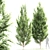 Detailed Carpinus Betulus Tree Model 3D model small image 1
