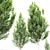 Detailed Carpinus Betulus Tree Model 3D model small image 2