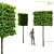 European Beech Pleached Trees 3D model small image 3