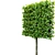 European Beech Pleached Trees 3D model small image 6