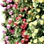 Luxury Climbing Roses Columns Set 3D model small image 2