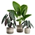 Exotic Alocasia Plants Set 3D model small image 1