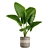 Exotic Alocasia Plants Set 3D model small image 4