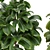 Rubber Leaf Indoor Plant 3D Model 3D model small image 2